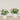 Floral Arrangement-Artificial Cabbage Rose Plant-Bloomr
