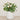 Floral Arrangement-Artificial Cabbage Rose Plant-Bloomr