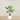 Trees-Kentia Palm <br> 120cm-Bloomr