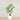 Trees-Kentia Palm 150cm-Bloomr