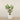 Trees-Kentia Palm 210cm-Bloomr