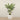 Trees-Kentia Palm 240cm-Bloomr