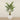 Trees-Kentia Palm <br> 270cm-Bloomr