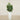 Trees-Artificial Fiddle Tree 120cm-Bloomr