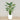 Trees-Artificial Bird of Paradise 150cm-Bloomr