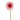 -Gerbera-Bloomr