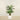 Trees-Artificial Palm Tree 150cm-Bloomr