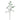 Plants-Button Leaf Curly-Bloomr