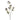 '-Patrinia spray-Bloomr