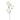 Plants-Cornus Spray-Bloomr