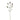 Flowers-Dipsacus Spray-Bloomr