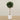 -Artificial Sweet Link Topiary 150cm-Bloomr