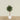 -Artificial Mini Ficus Tree 150cm-Bloomr