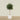 -Artificial Mini Ficus Tree 180cm-Bloomr