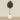 -Artificial Mini Ficus Tree 240cm-Bloomr