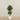 '-Artificial Mini Ficus Tree 150cm-Bloomr