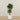 '-Artificial Mini Ficus Tree 180cm-Bloomr
