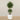 '-Artificial Mini Ficus Tree 210cm-Bloomr