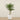 Trees-Artificial Phoenix Palm 180cm-Bloomr