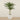 Trees-Artificial Phoenix Palm Tree 210cm-Bloomr