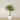 Trees-Artificial Phoenix Palm <br> 240cm-Bloomr