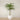 Trees-Artificial Phoenix Palm 270cm-Bloomr