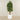 -Artificial Schefflera Tree 180cm-Bloomr-Saudi