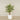 -Artificial Areca Palm 180cm-Bloomr