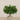 Floral Arrangement-Laurel Leaf Arrangement in Glass Vase-Bloomr