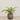 -Artificial Fern Arrangement in Ceramic Vase-Bloomr