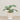 -Artificial Scindapsus Arrangement in Ceramic Vase-Bloomr