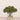 -Allium Arrangement in Glass Vase-Bloomr