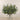 Floral Arrangement-Artificial Asclepias Arrangement in Glass Vase-Bloomr