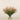 Floral Arrangement-Trifolium Angustifolium Arrangement in Glass Vase-Bloomr