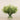 Floral Arrangement-Trifolium Angustifolium Arrangement in Glass Vase-Bloomr