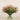 Floral Arrangement-Trifolium Angustifolium Arrangement in Glass Vase-Bloomr