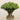-Pin Cushion Arrangement in Glass Vase-Bloomr