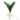 -Vanda Leaf-Bloomr