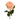 Flowers-Rose-Bloomr