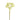 Greenery-Heracleum-Bloomr