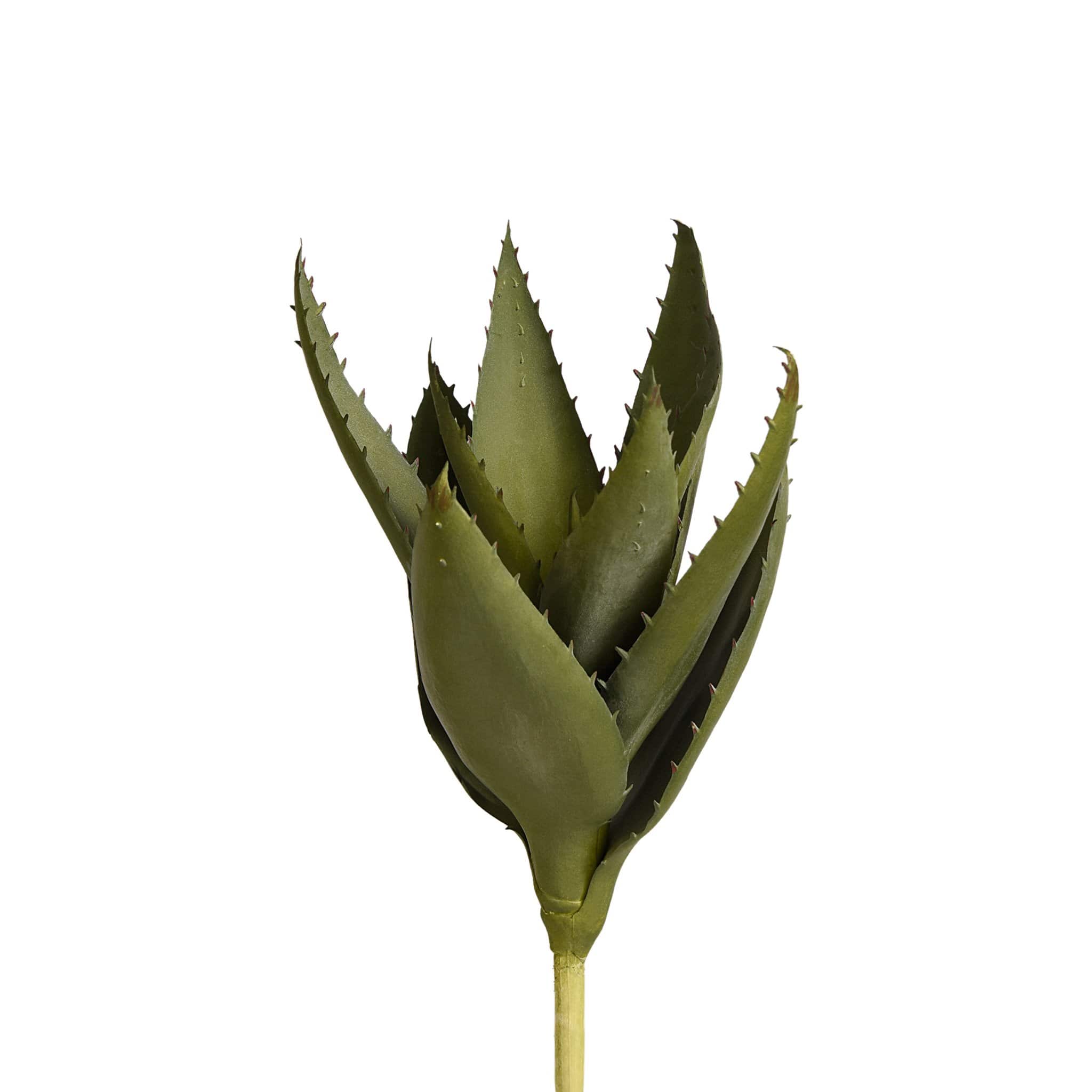 aloe vera plant in saudi arabia Aloe – Bloomr-Saudi