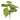 Plants-Begonia-Bloomr
