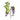 Plants-Wisteria Stem-Bloomr