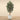 Trees-Artificial Shirakashi Tree <br>210cm-Bloomr