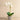 Flowers-Modern Orchid Arrangement-Bloomr