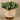 Greenery-Artificial Potted Eucalyptus-Bloomr