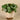 Greenery-Potted Pancake Plant-Bloomr