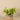 Greenery-Potted Vanilla Plant-Bloomr