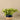 Greenery-Potted Vanilla Plant-Bloomr