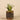 Greenery-Potted Aloe-Bloomr